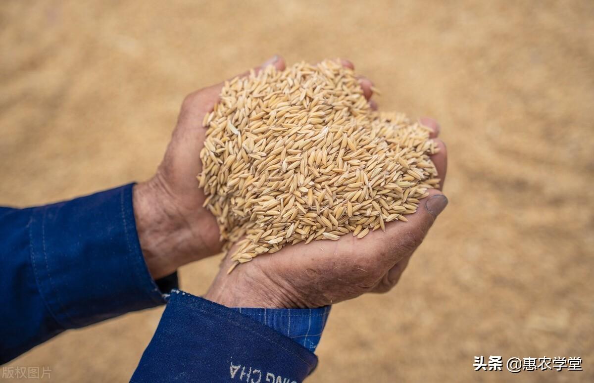 今年水稻价格是多少钱一斤（今年水稻价格是多少钱一斤呢）