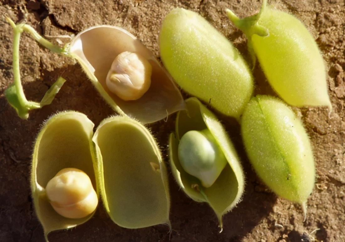鹰嘴豆和豌豆的区别（鹰嘴豆和豌豆有什么区别）