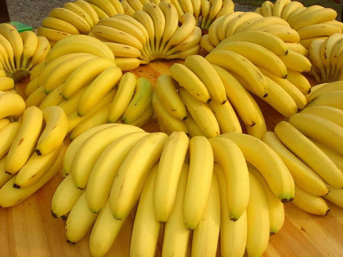 香蕉为什么都是弯的（香蕉为什么都是弯曲的）