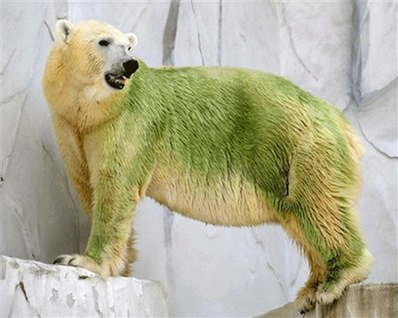 北极熊是什么颜色的（北极熊到底是什么颜色的）