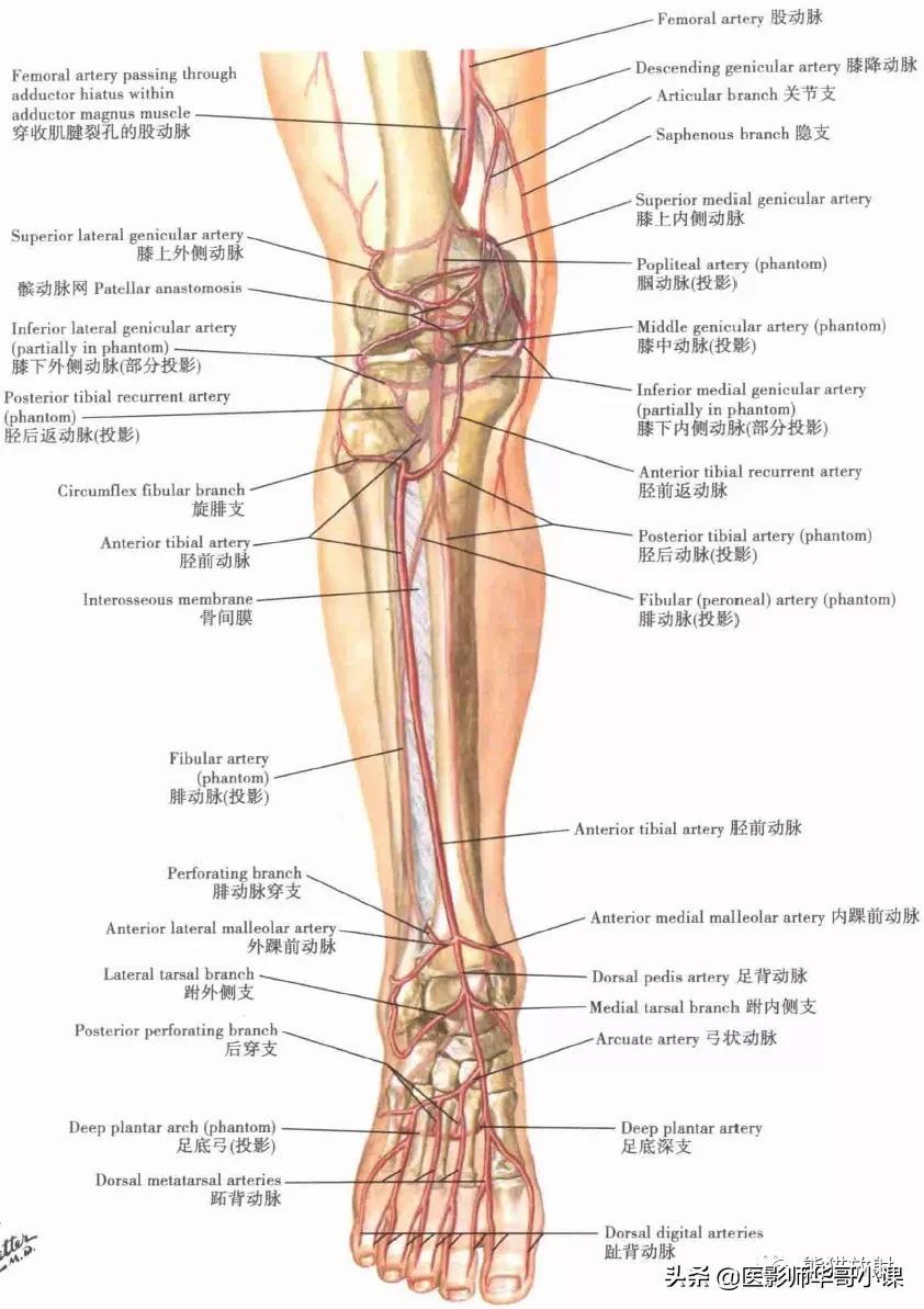 脚的各个部位详细图解（脚的各个部位详细图解剖）