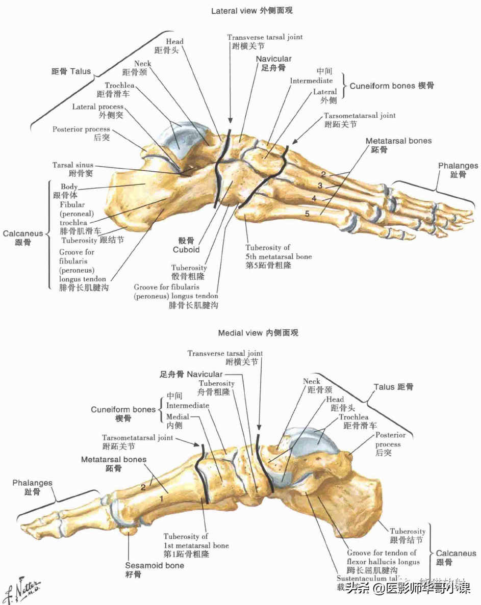 脚的各个部位详细图解（脚的各个部位详细图解剖）