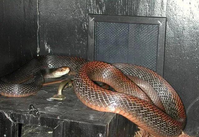 世界第一毒蛇（世界第一毒蛇排名）