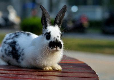 荷兰兔图片（荷兰兔图片多少钱一只）