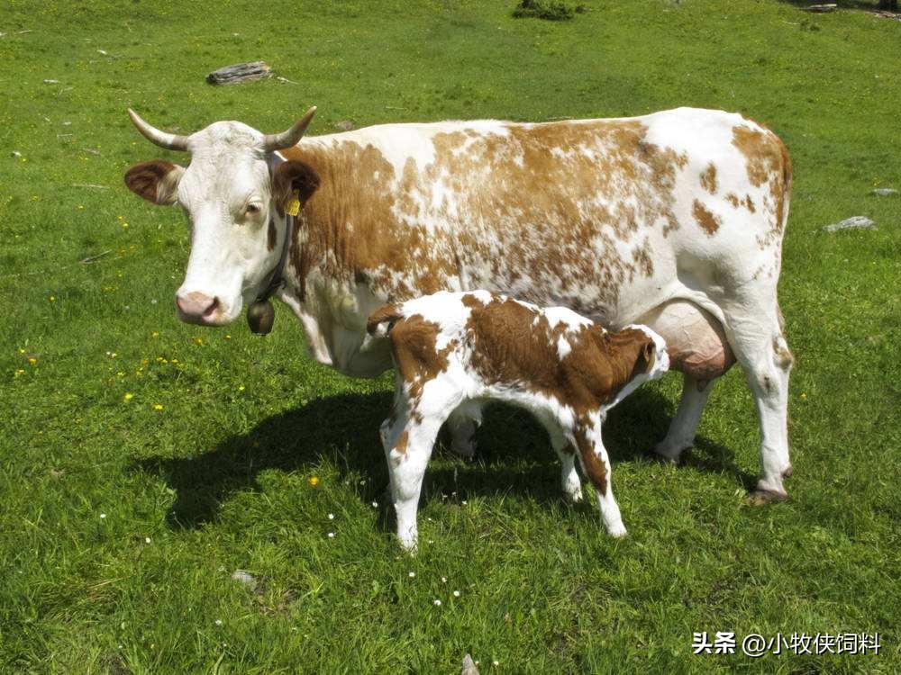 繁殖母牛的饲料配方明细表（牛饲料配方表繁殖母牛）