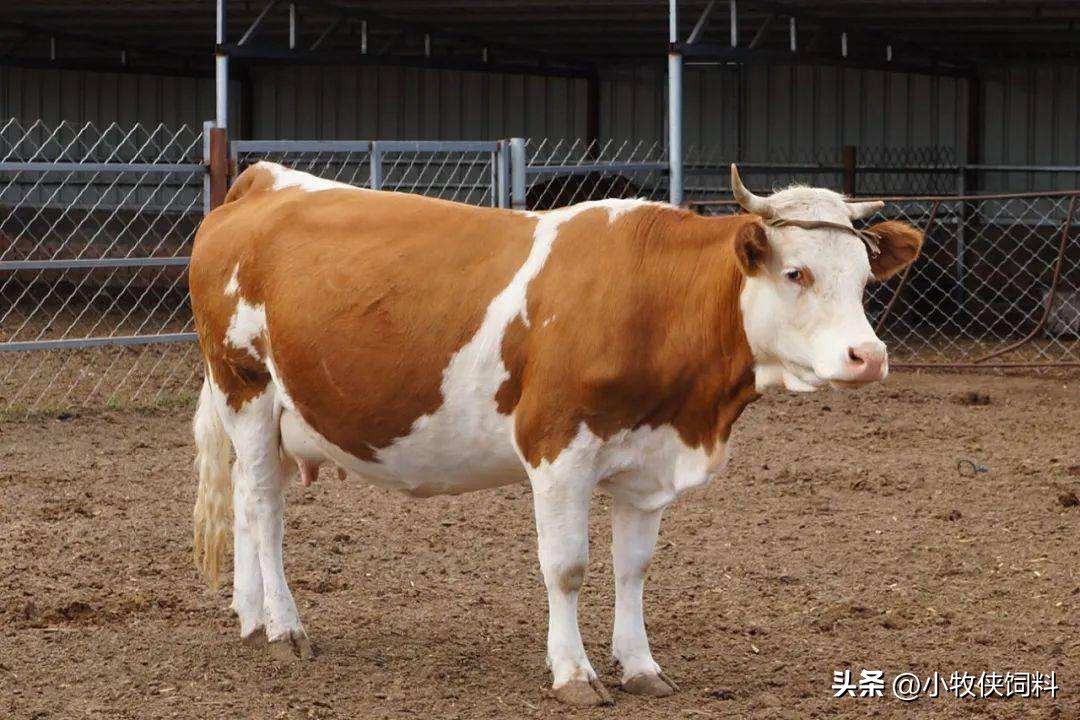繁殖母牛的饲料配方明细表（牛饲料配方表繁殖母牛）