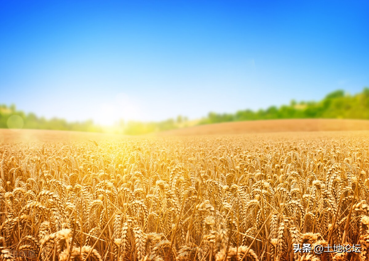 冬小麦什么时候播种什么时候收获（冬小麦是什么时候种什么时候收）