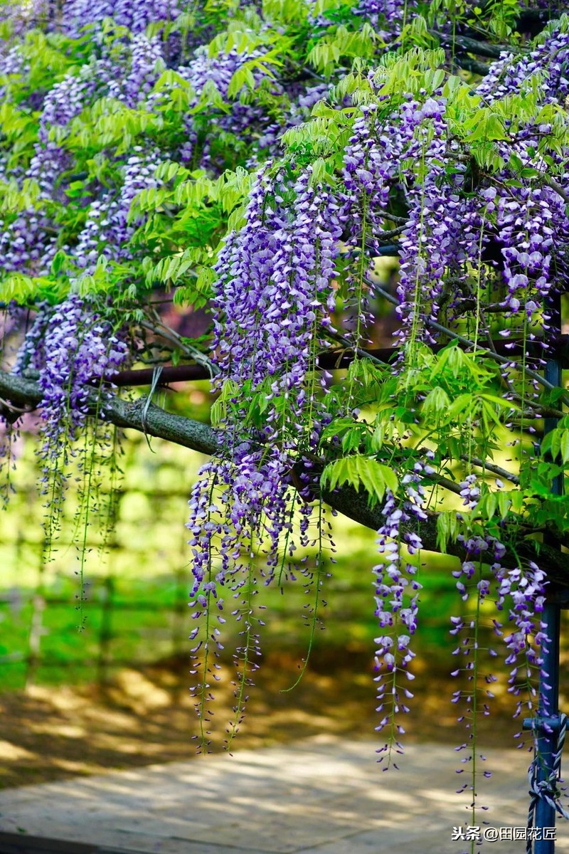紫藤的养殖方法和注意事项（紫藤种在院子哪个方位风水好）