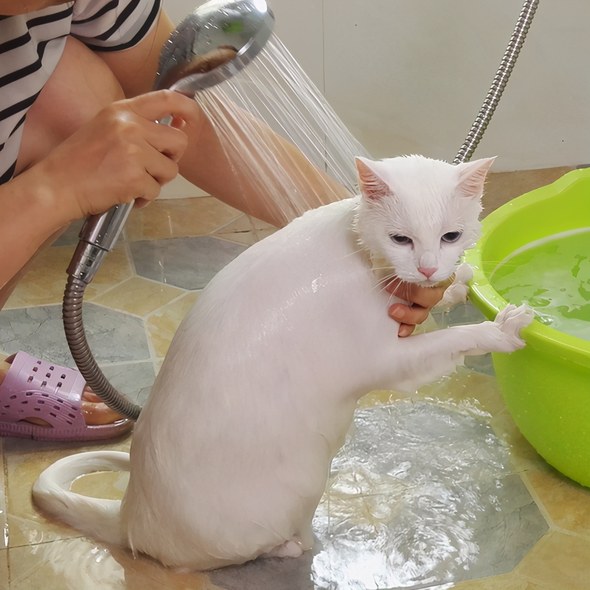 猫多大可以洗澡（幼猫多大可以洗澡）