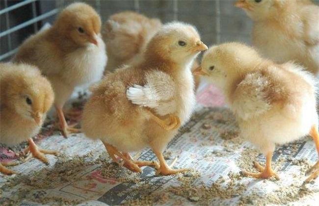 刚孵化的小鸡怎么喂养（刚孵化的小鸡怎么喂养小鸡吃什么）