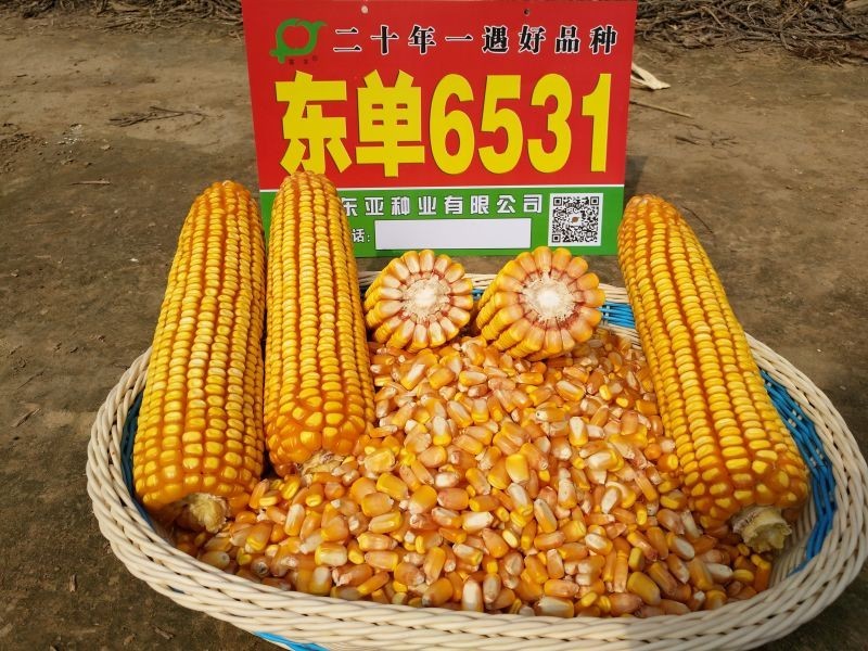 东单6531玉米详细介绍（东单6531玉米种子简介）
