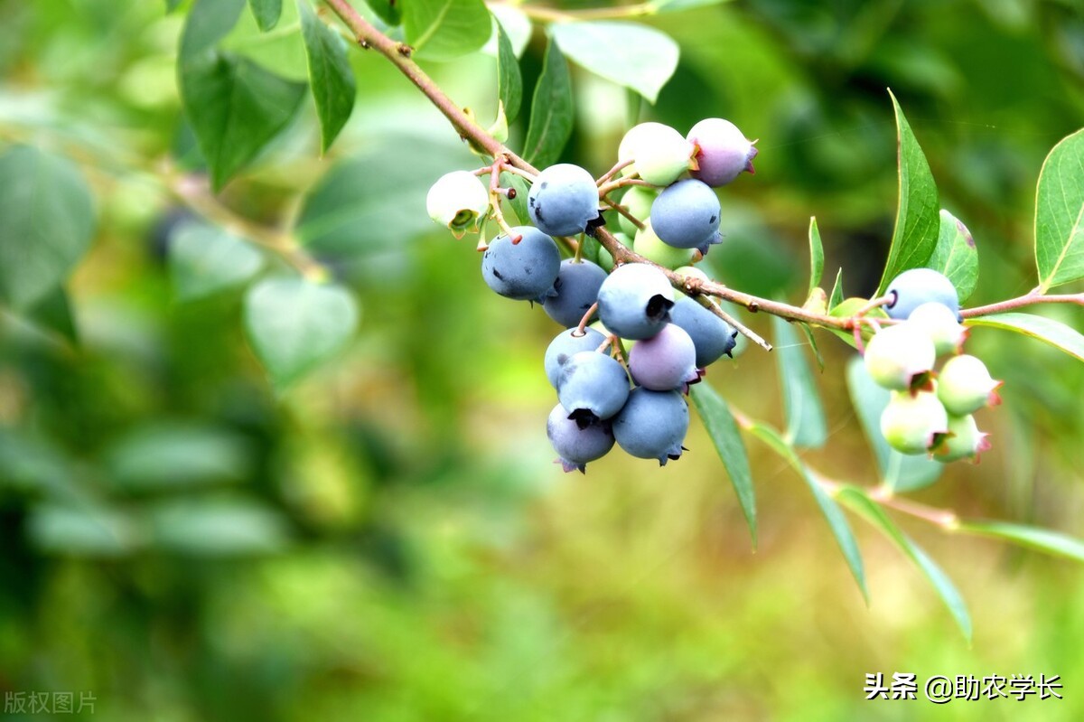 蓝莓什么时候种植最好（南方蓝莓什么时候种植最好）