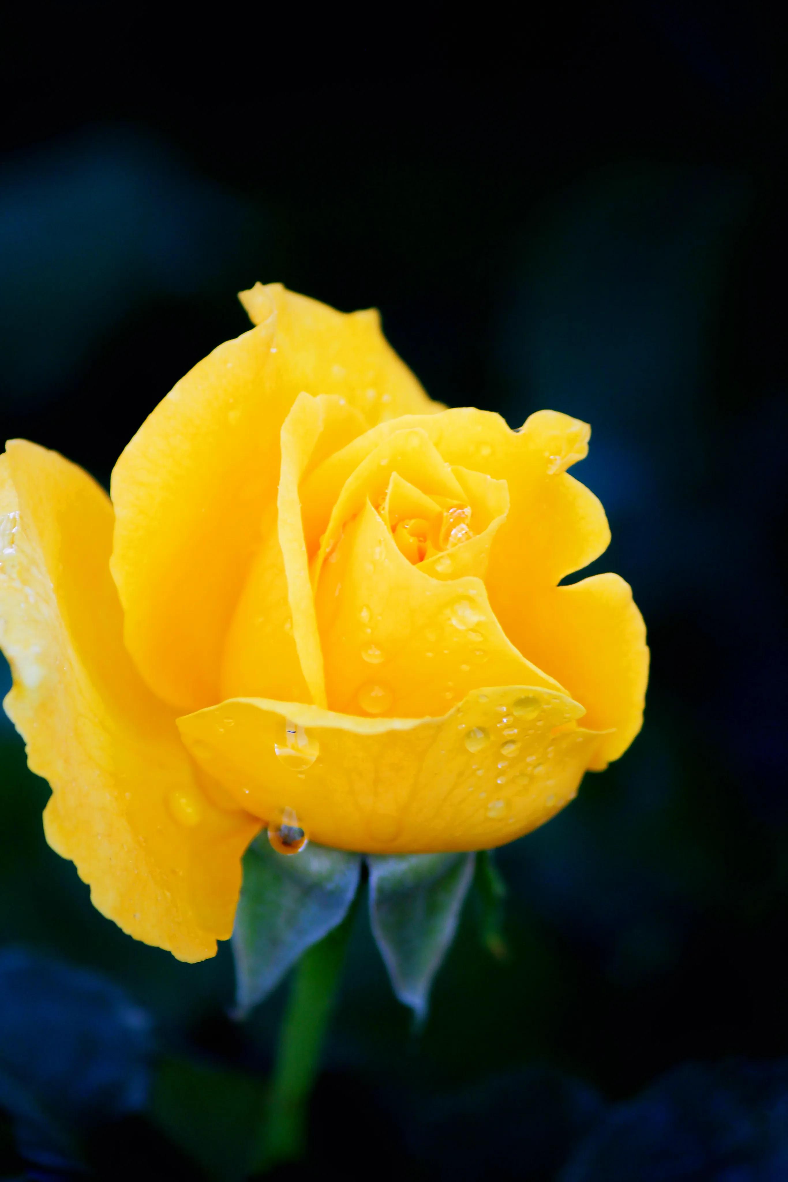 黄色的玫瑰花代表什么意思（黄色的玫瑰花代表什么意思红玫瑰是什么意思）