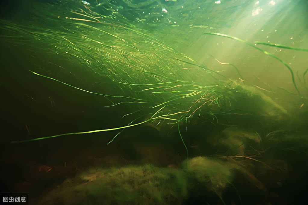 鱼缸玻璃上的绿藻怎么去除（褐藻是因为硝化细菌还是光照）