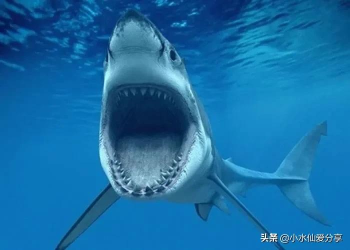 鲨鱼有多少牙齿（鲨鱼有多少牙齿为什么这么多）