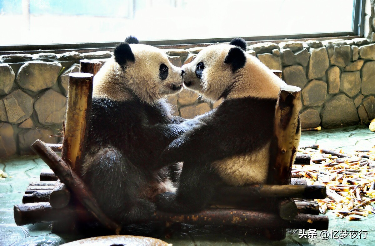 大熊猫最爱吃的10种食物（大熊猫最爱吃的10种食物除了竹子）