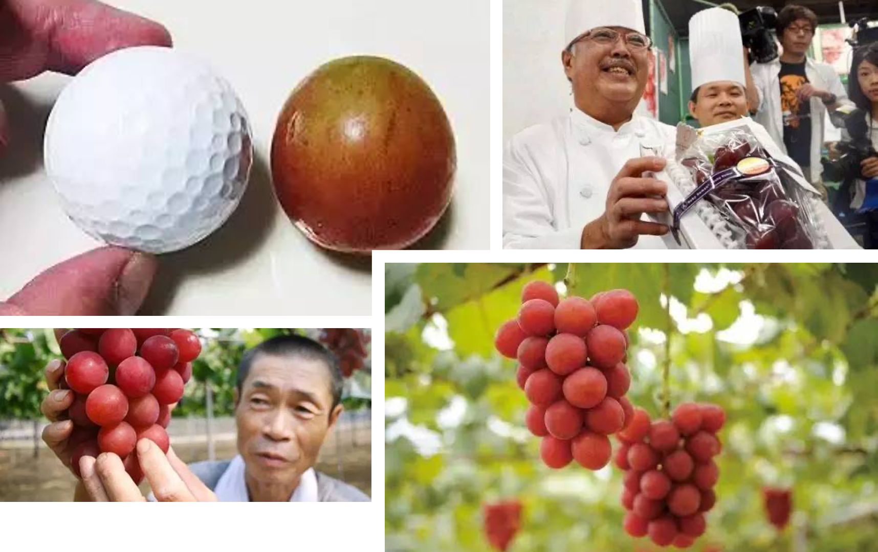 中国种植葡萄始于什么时候（中国葡萄种植于什么时期）