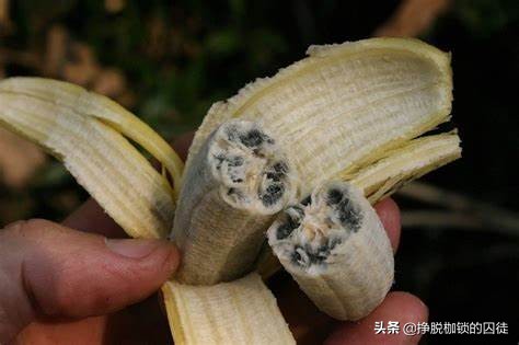 香蕉有没有种子（香蕉种植管理技术）