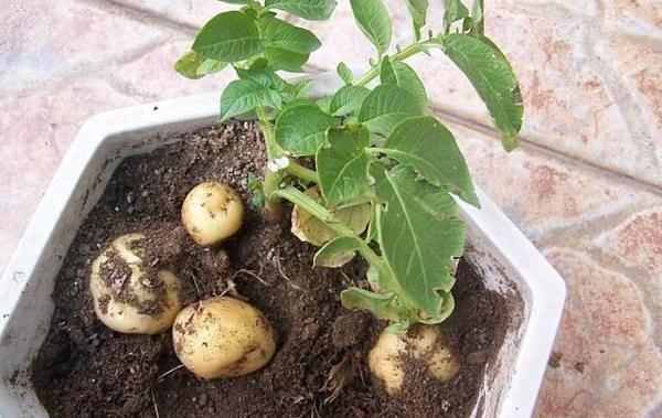 土豆开花后多久能收获土豆（土豆开了花以后多久可以挖土豆了）