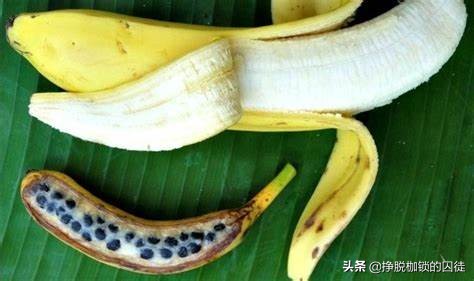 香蕉有没有种子（香蕉种植管理技术）