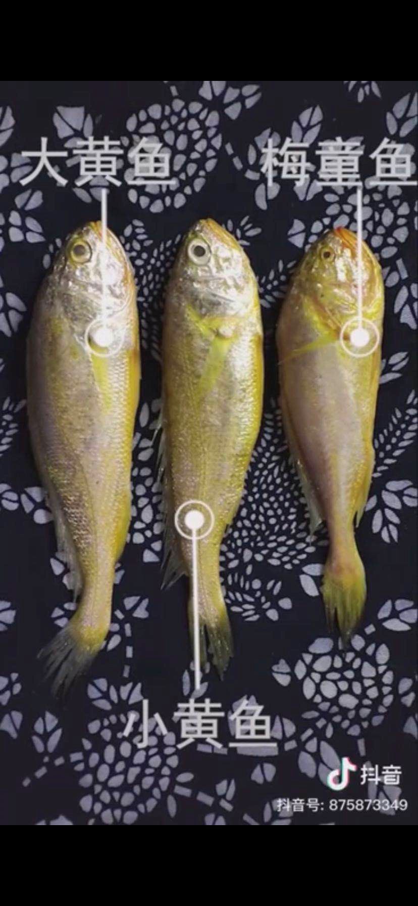梅童鱼和小黄鱼的区别（梅子鱼贵还是小黄鱼贵）