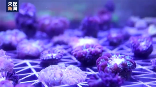 珊瑚和珊瑚虫的区别是什么（珊瑚和珊瑚虫是一样的吗）