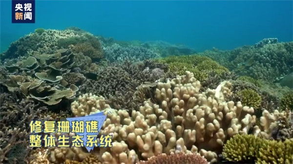 珊瑚和珊瑚虫的区别是什么（珊瑚和珊瑚虫是一样的吗）