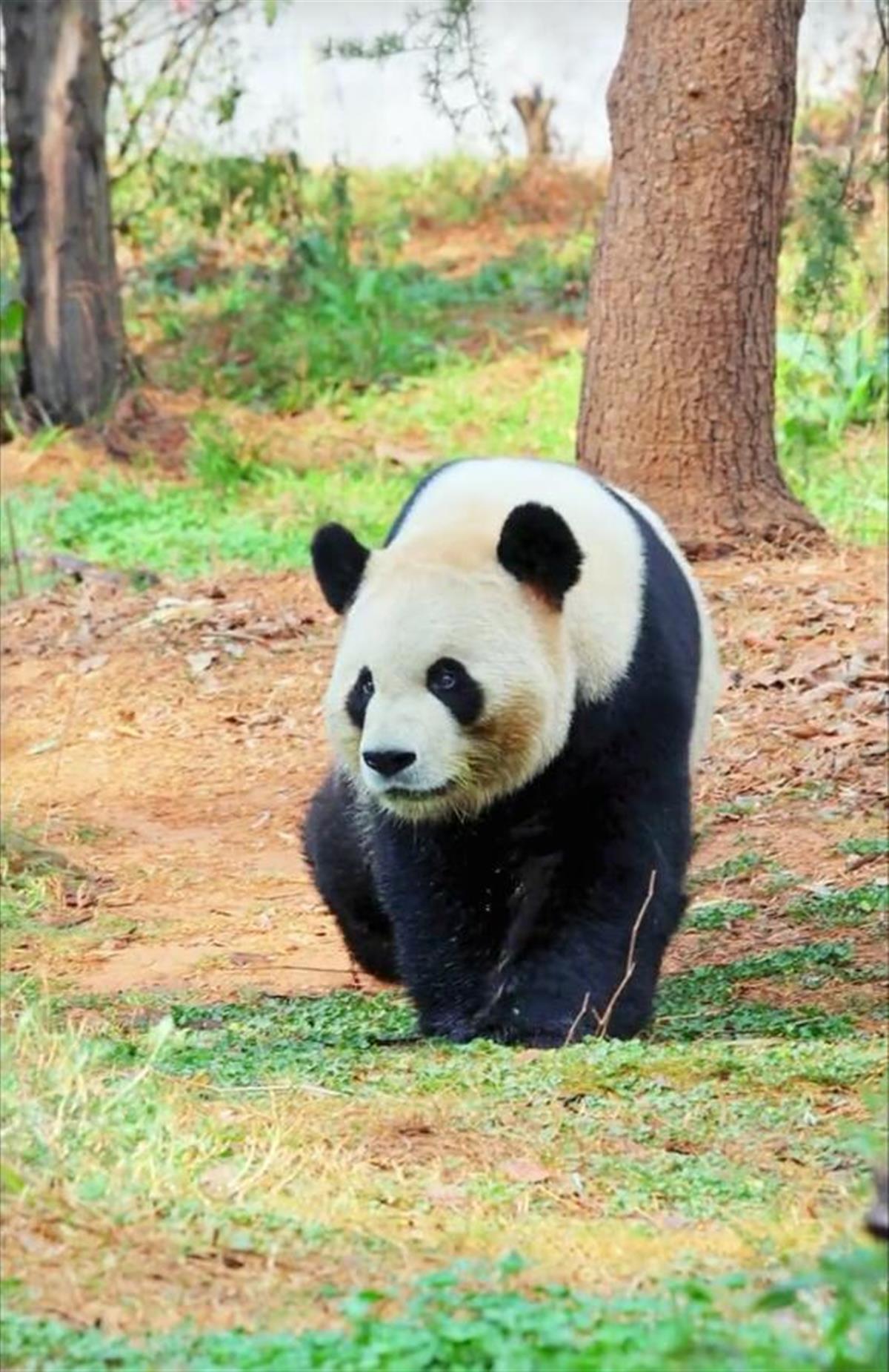 熊猫的性格特点是什么（熊猫的性格特点是什么,五十字的概括）
