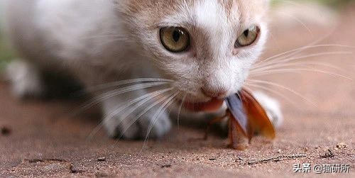 猫咪吃虫子会有问题吗（猫咪吃虫子会有问题吗图片）