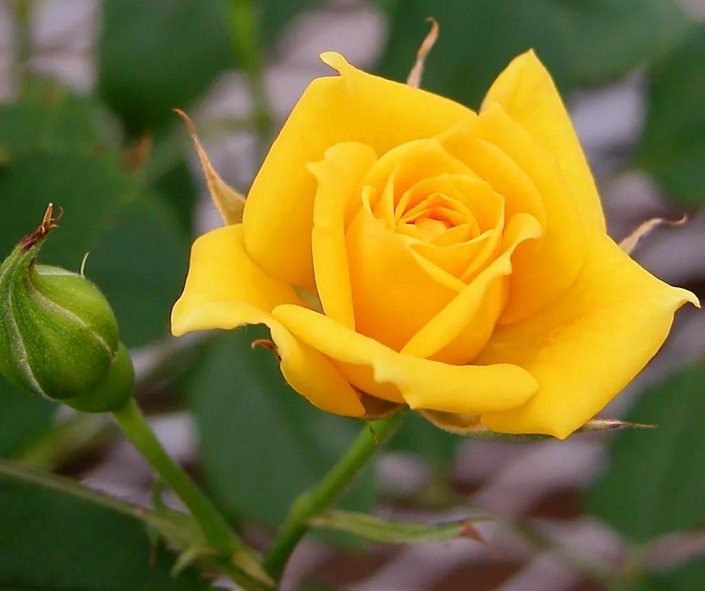 黄色的玫瑰花代表什么意思（黄色的玫瑰花代表什么意思红玫瑰是什么意思）