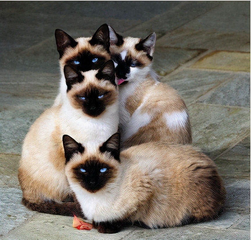粘人的猫咪品种（建议穷人养的10种猫）