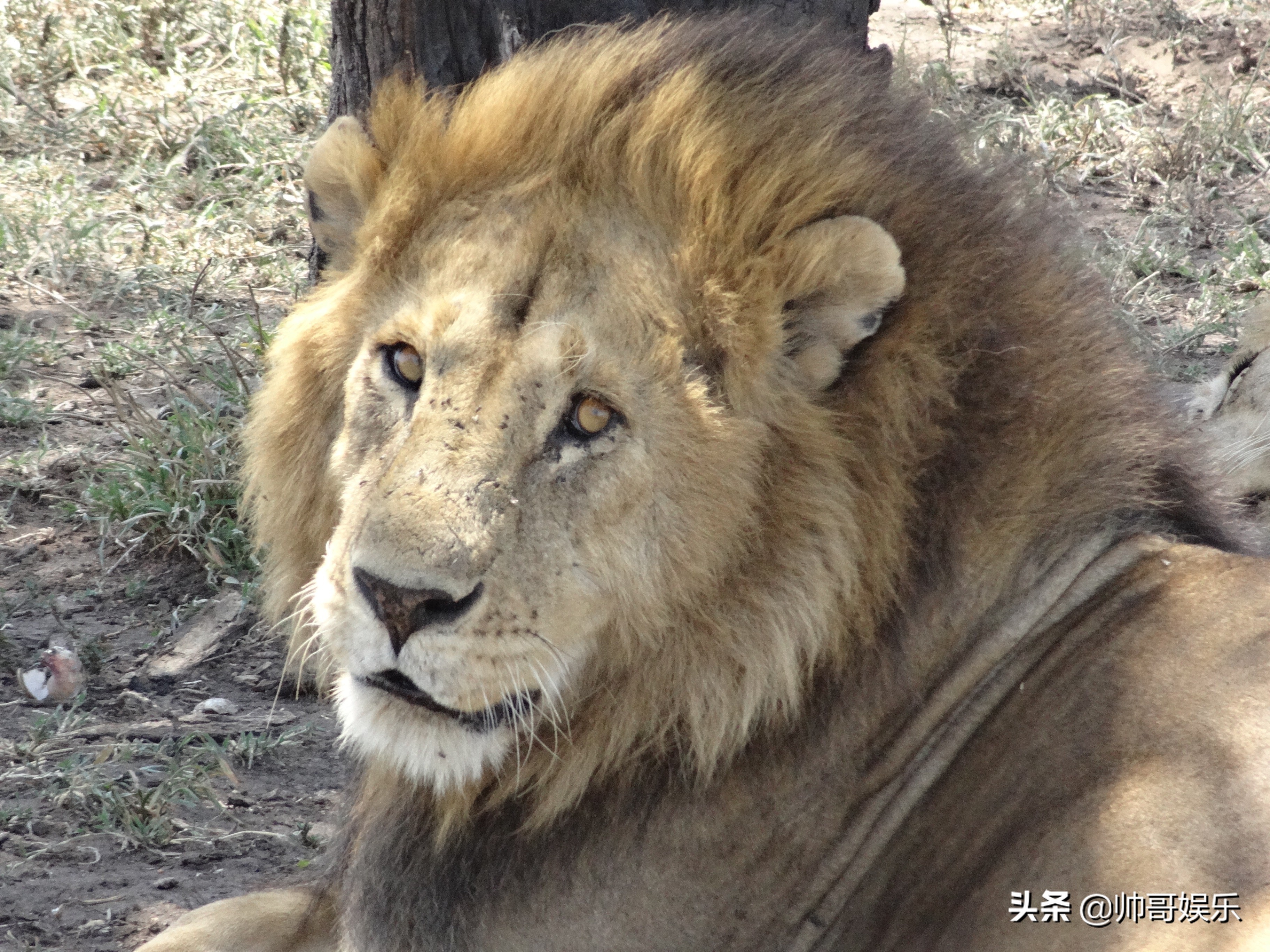 狮子（英文名：Lion）：简称狮，中国古称狻猊