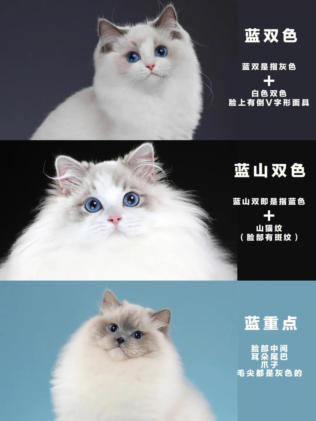 布偶猫怎么分辨蓝双和海双（1到12个月布偶猫变化图）