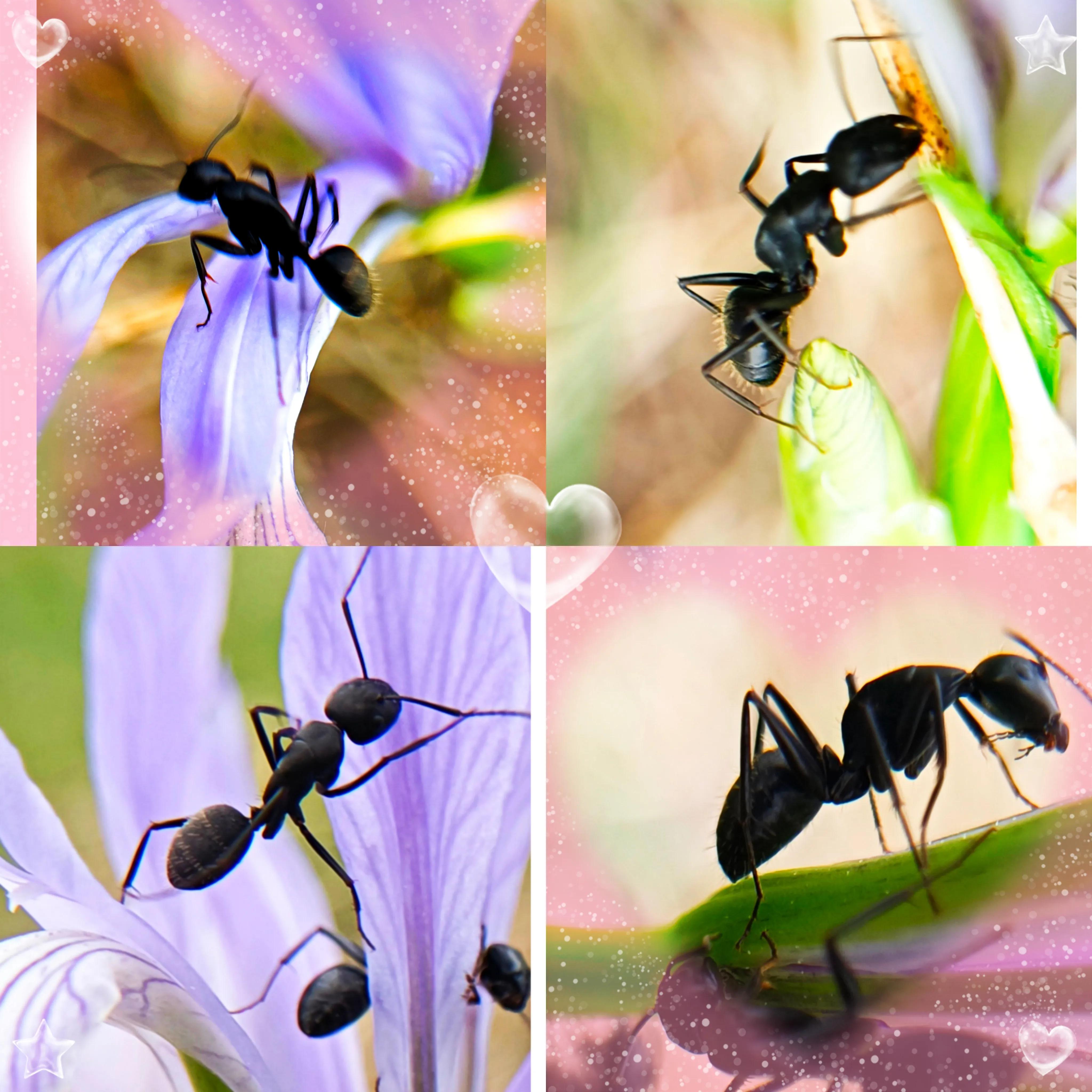 蚂蚁的外形特点和生活特征（蚂蚁的特点和生活特征）