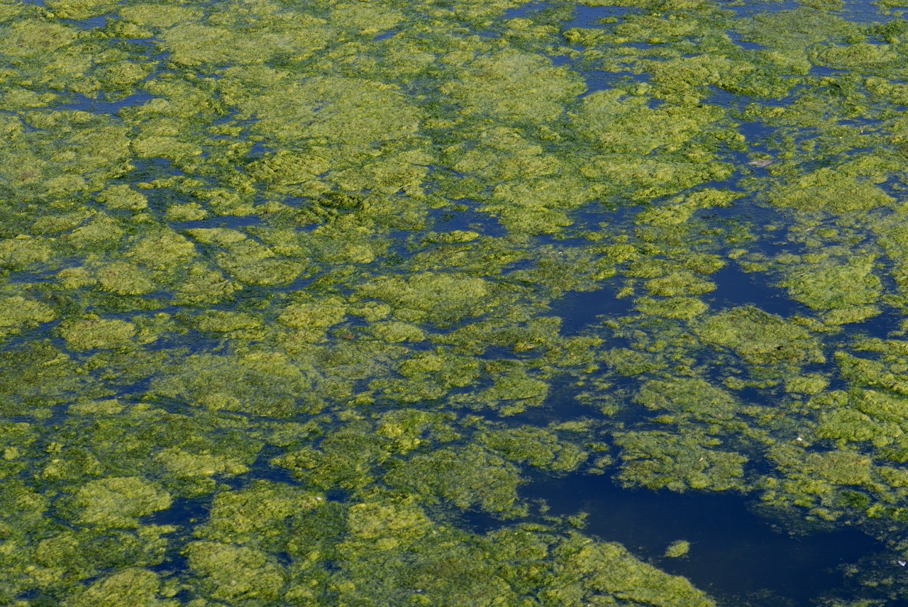鱼缸玻璃上的绿藻怎么去除（褐藻是因为硝化细菌还是光照）