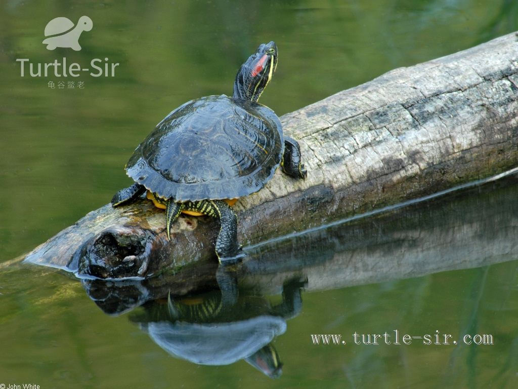 巴西龟的寿命一般有多少年（龟的头两边有红色是什么龟）