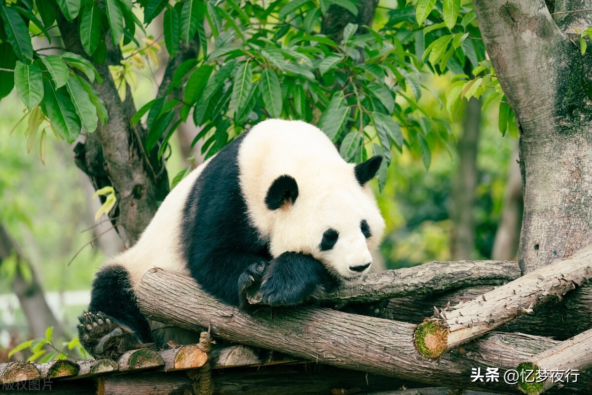 大熊猫最爱吃的10种食物（大熊猫最爱吃的10种食物除了竹子）