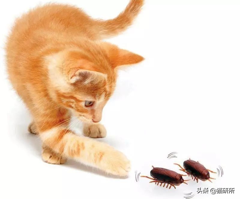 猫咪吃虫子会有问题吗（猫咪吃虫子会有问题吗图片）
