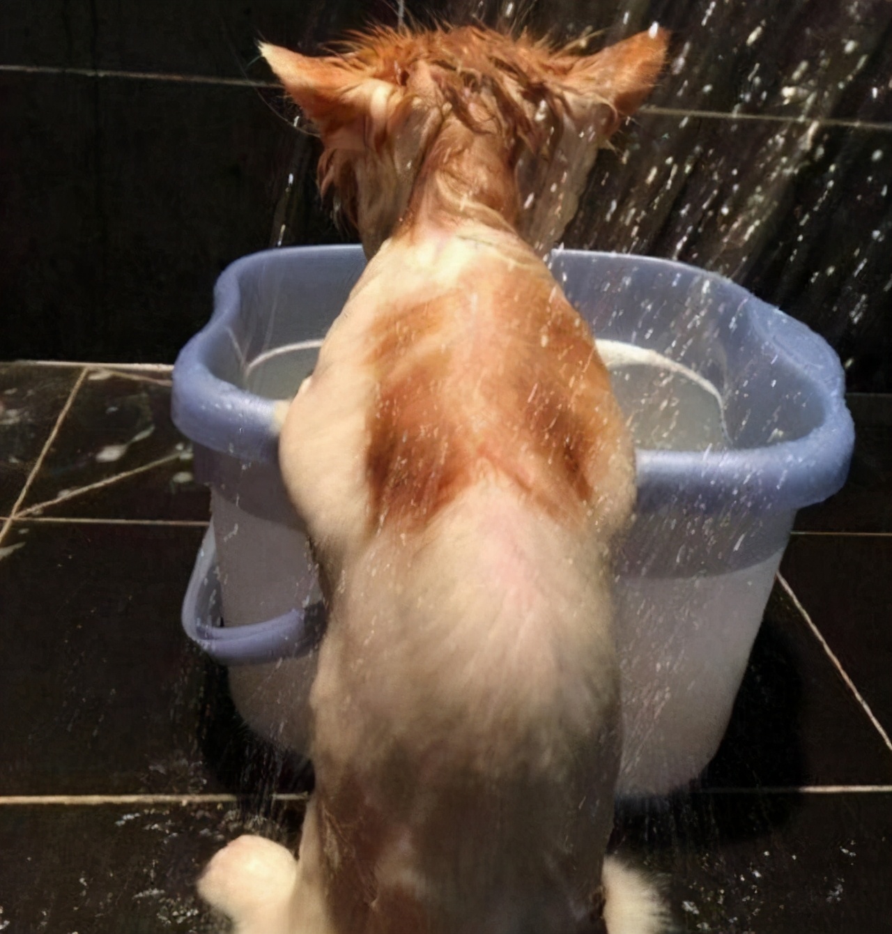 猫多大可以洗澡（幼猫多大可以洗澡）