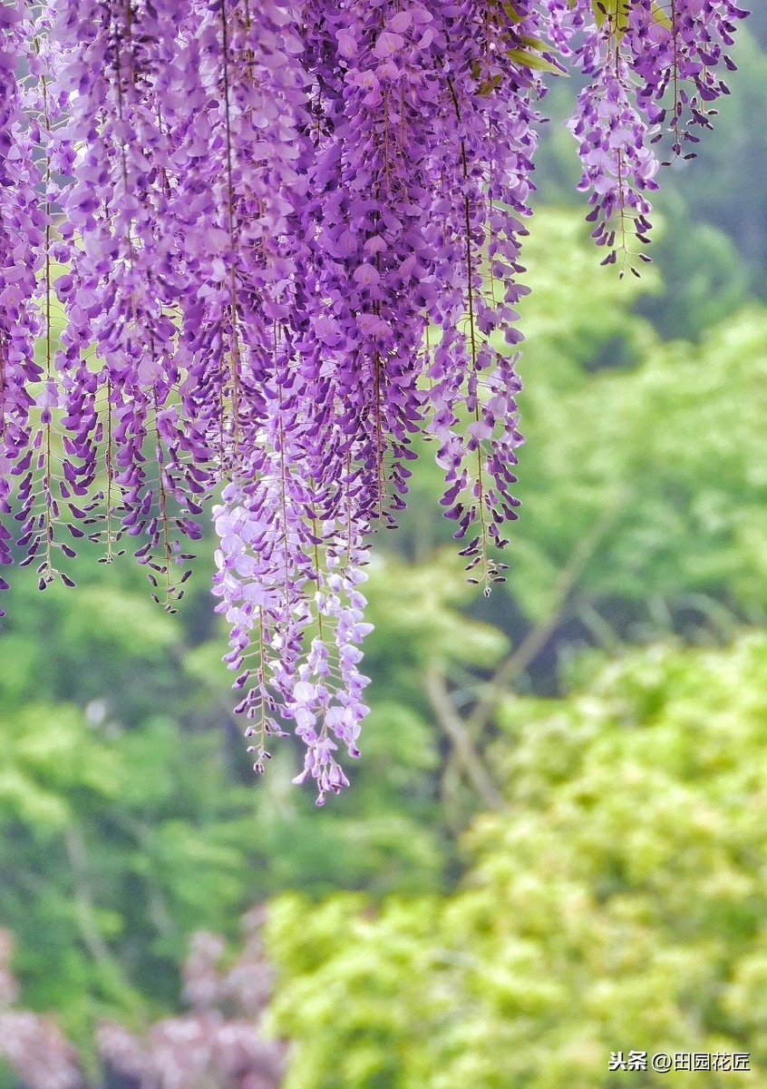紫藤的养殖方法和注意事项（紫藤种在院子哪个方位风水好）