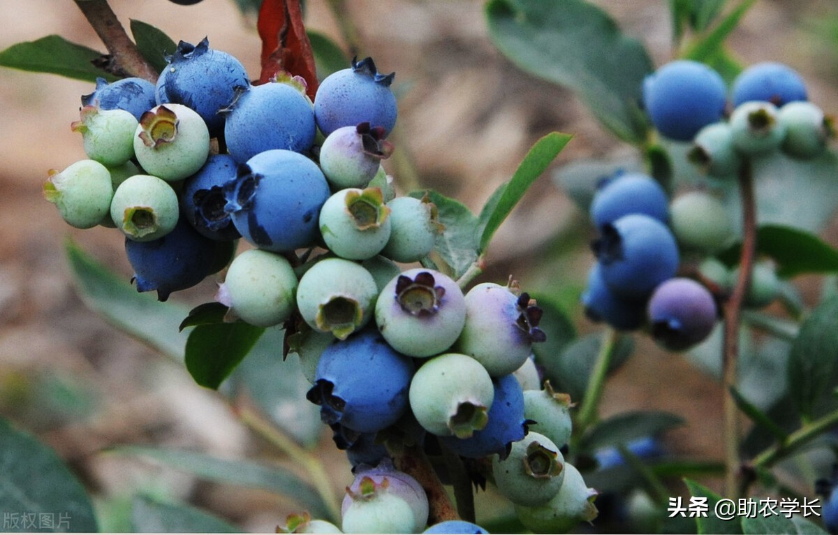 蓝莓什么时候种植最好（南方蓝莓什么时候种植最好）