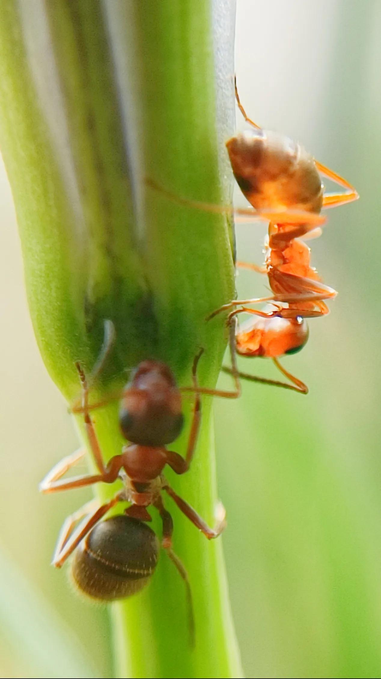 蚂蚁的外形特点和生活特征（蚂蚁的特点和生活特征）