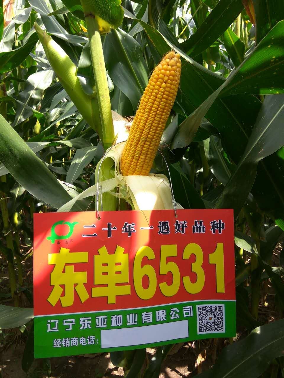 东单6531玉米详细介绍（东单6531玉米种子简介）