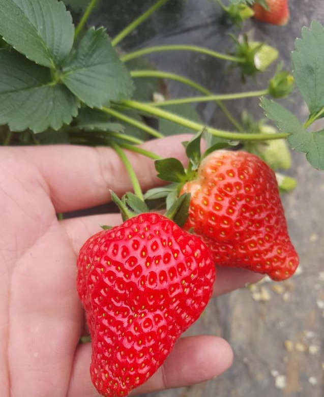 草莓品种是什么（草莓品种介绍(46种)）