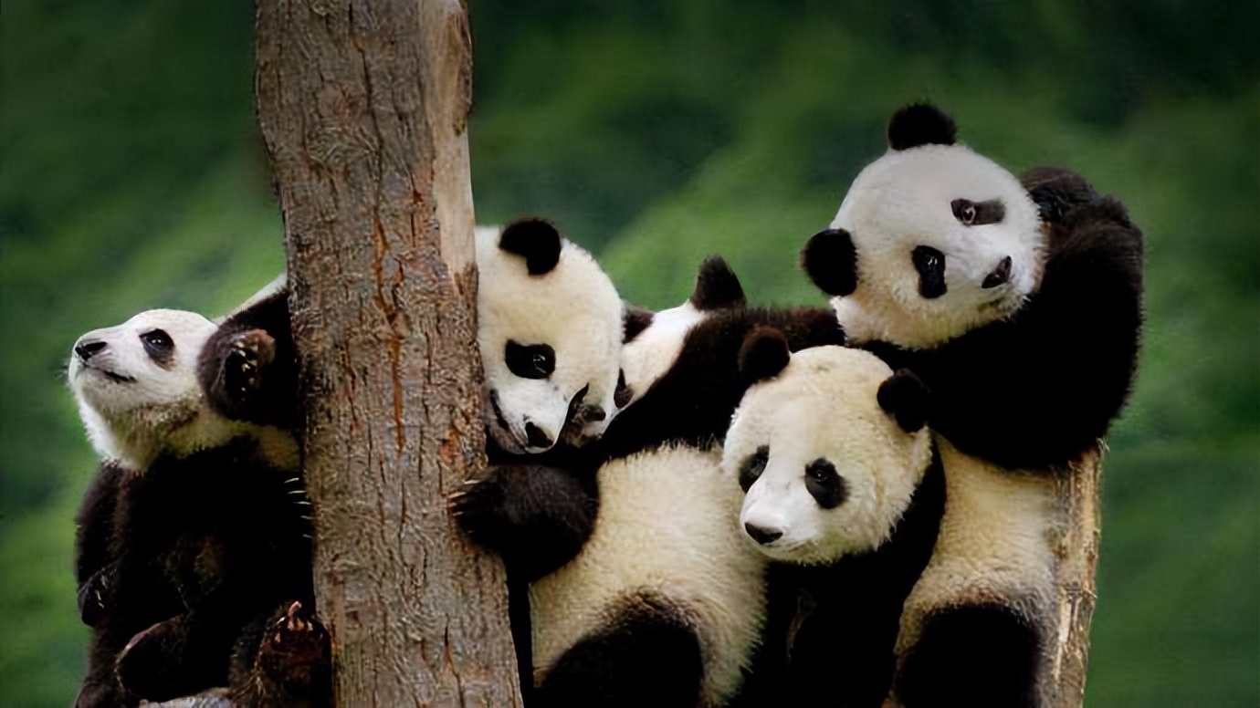熊猫的寿命可以活多少时间（熊猫的寿命最长能活多少年）