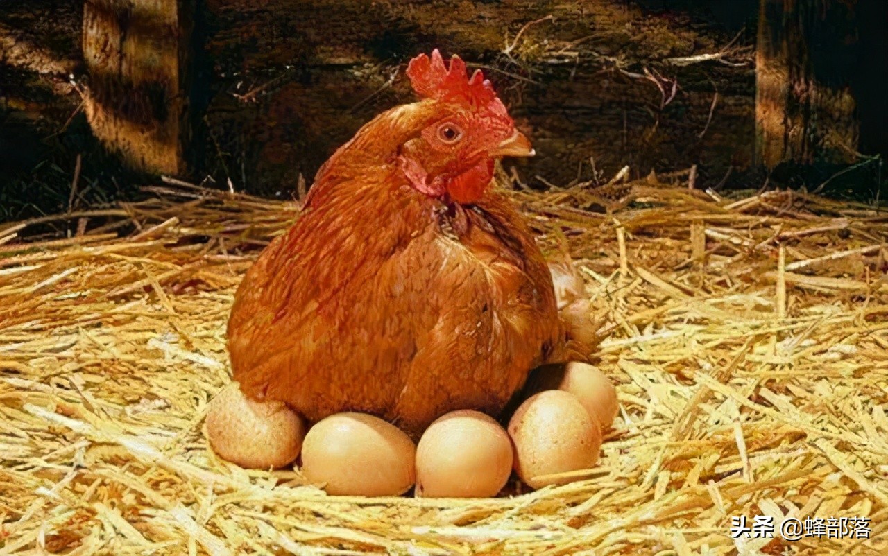 没有公鸡的鸡蛋能孵出小鸡吗（鸡是如何受孕）