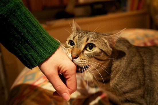 小猫喜欢咬人手是什么原因（小猫喜欢咬人怎么办,又抓又咬）