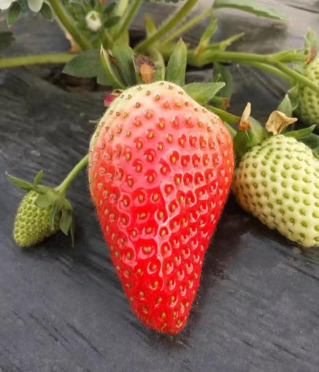 草莓品种是什么（草莓品种介绍(46种)）