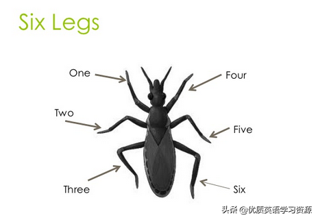 insects怎么读（insects怎么读英语单词）
