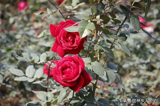 玫瑰花和月季花的区别在哪里（玫瑰花和月季花的区别在哪里图片）